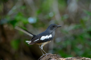 Wall Mural - Oriental magpie-robin, they are common birds in urban gardens as well as forests.