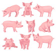 Vector set of pigs in different poses. Cute farm animal with pink skin, flat snout, hooves and big ears. Domestic livestock