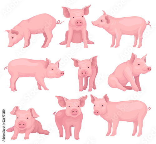 Fotomural Vector set of pigs in different poses