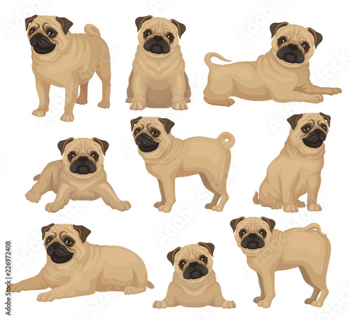 Fotografía Flat vector set of pug puppy in different poses