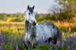 Portrait of a purebred Arabian horse among lupine flowers.