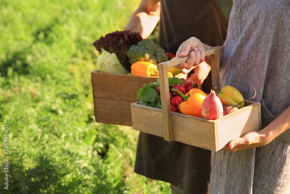 Farmers with gathered vegetables in field, closeup