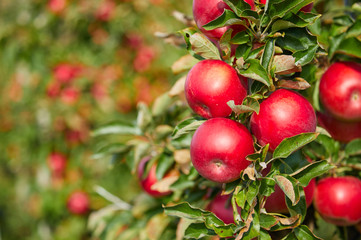 Wall Mural - fresh red apples on a tree