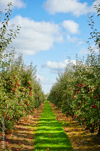 Fotomural Apple on trees in orchard in fall season