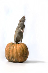 Wall Mural - Rat and a pumpkin.