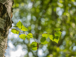 Green birch leaves closeup.