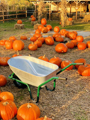 empty wheel barrow with fall pumpkins on a pumpkin patch