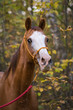 portrait of a horse in autumn