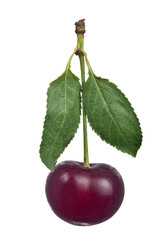 Wall Mural - single dark cherry berry isolated on white