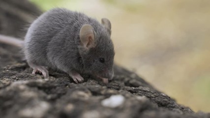 Wall Mural - Wild wood mouse sitting on the forest