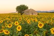 A field of sunflowers surround an old building in Provence France