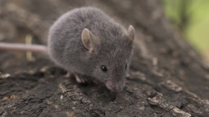 Wall Mural - Wild wood mouse sitting on the forest