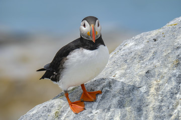 Poster - Northern Atlantic Puffin, Machias Seal Island