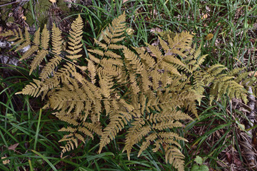 fern in the forest