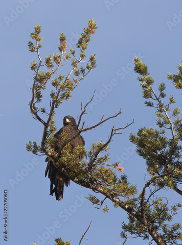 Golden Eagle In Yellowstone National Park Wyoming Usa