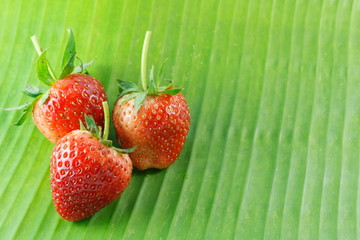 strawberries on leaf background