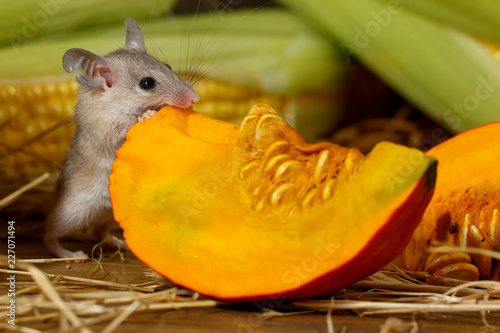 Close Up Gray Mouse Gnaws Orange Pumpkin In The Background Of Corn