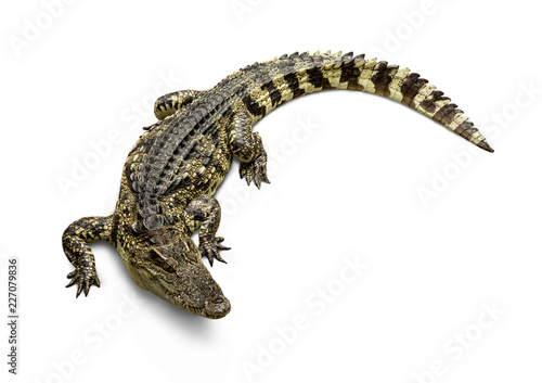 Photographie Freshwater crocodile Thai Species or Siamese crocodile ( Crocodylus siamensis ) view from above isolated on white background