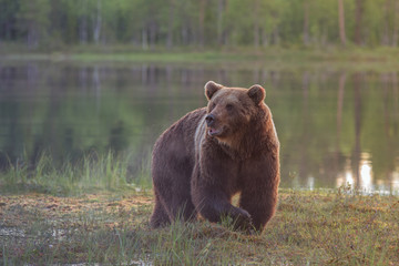 Wall Mural - big male brown bear (ursus arctos) walking in the bog at sunset