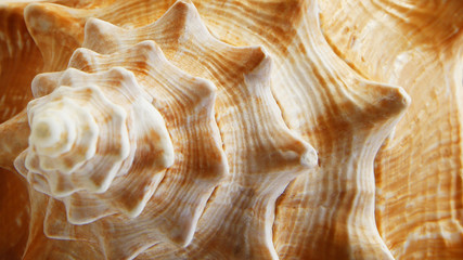 Close Up of Large Conch Shell