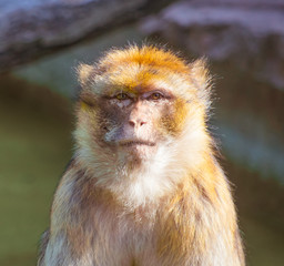 Wall Mural - Apes, Oceancat, monkey