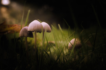 Wall Mural - mushrooms in the grass in the morning light