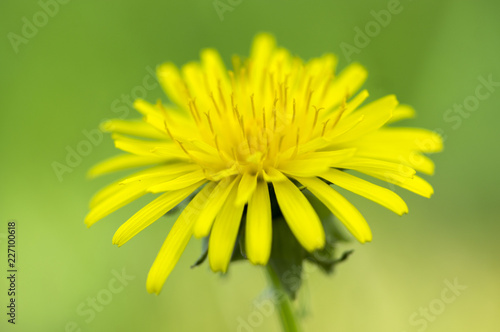 Fotografie, Obraz Taraxacum officinale common yellow meadow flowering plant, dandelions flowers in