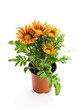 Colorful  Gazania plant in the flowerpot isolated on white