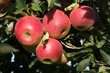 Cluster of four ripe red apples surrounded by leaves on an apple tree