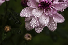 High Angle View Of Wet Pink Flower Growing In Garden During Rainy Season