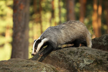 Portrait Of Badger In Forest In Summer - Meles Meles