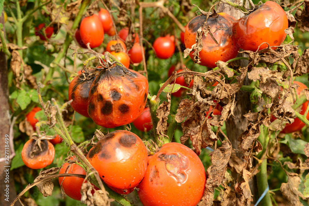 Tomatoes get sick by late blight. Phytophthora infestans. - obrazy, fototapety, plakaty 