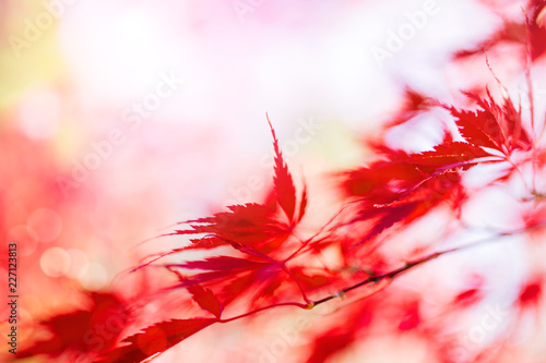Japanese maple tree in autumn background