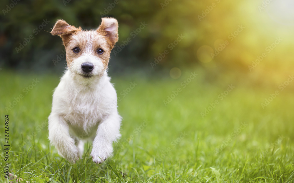 Happy pet dog puppy running in the grass  - obrazy, fototapety, plakaty 