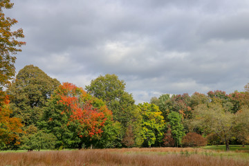 meadow or field with autumn foliage