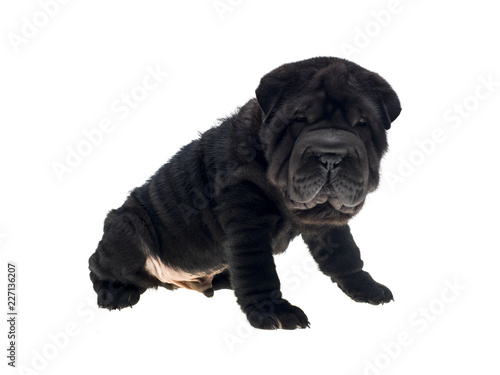Photographie Portrait Studio Dun Chien Shar Pei De Couleur