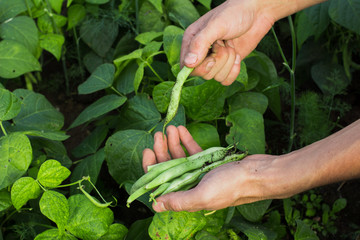 Farmer harvesting common green beans in the garden