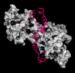 Poster - NF-kB (nuclear factor kappa-light-chain-enhancer of activated B cells) protein complex. 3D rendering, cartoon representation (DNA) combined with semi-transparent surfaces (protein).