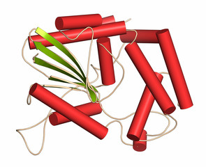 Prostatic acid phosphatase (PAP) protein. Biomarker of prostate cancer. 3D rendering, cartoon representation. Secondary structure coloring.