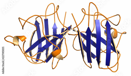 Superoxide Dismutase 1 Sod1 Enzyme Converts Superoxide Radical In Hydrogen Peroxide 3d Rendering Cartoon Representation Secondary Structure Coloring Stock Illustration Adobe Stock