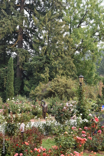International Rose Test Garden At Washington Park In Portland