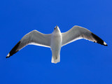 Fototapeta Na sufit - Mew Gull against blue sky.