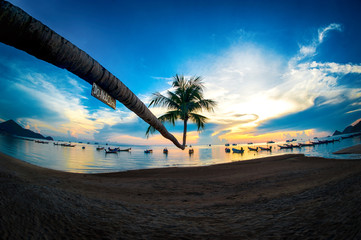 Wall Mural - Beautiful coconut palm tree on the beach at sunset time