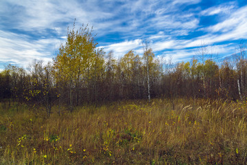 Autumn deciduous forest on a background of blue sky