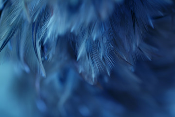 Blur Bird chickens feather texture for background Abstract, soft color of art design.