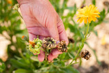Fototapeta  - Female Hand Picking Seeds Of Flowers Calendula Growing In Sunny Day In Garden In Summer.