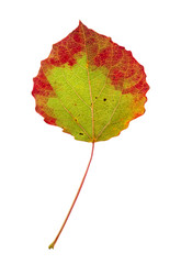 Poster - Autumn aspen leaf isolated