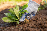 Fototapeta  - Close Up Of Gardening Hand In Glove Pulling Out Weeds Grass From Soil. Work In Garden.
