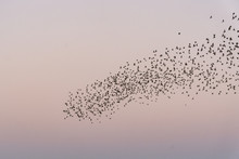 Cardiff Bay, Cardiff, Wales, UK, October 9, 2018: Starlings Gathered In A Huge Flock And Put On A Spectacular Show Above Cardiff Bay, Cardiff, Wales