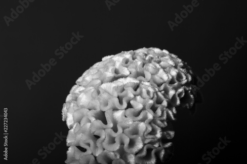 Fotografie, Obraz Abstracted monochrome macro shot of a beautiful cockscomb (botanical: Celosia Cristata) shot against a black background